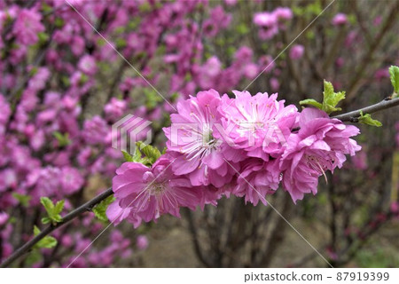 它是一种红李子。 它是一种红李子。 87919399