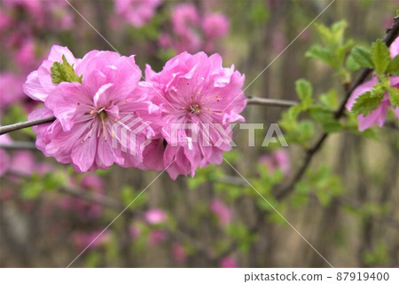 它是一种红李子。 它是一种红李子。 87919400