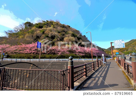Shizuoka City Maruko Sakura (河津櫻) 插畫 Touch 220314pm 3:12 87919665