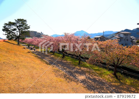 Shizuoka City Miwa Sakura (Kawazu Sakura) Illustration Touch 220312pm 2:09 Shizuoka City Miwa Sakura (Kawazu Sakura) Illustration Touch 220312pm 2:09 87919672