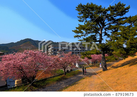Shizuoka City Miwa Sakura (Kawazu Sakura) Illustration Touch 220312pm 2:11 Shizuoka City Miwa Sakura (Kawazu Sakura) Illustration Touch 220312pm 2:11 87919673