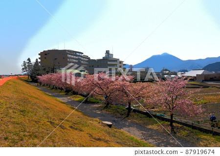 Shizuoka City Miwa Sakura (Kawazu Sakura) Illustration Touch 22031 2pm2: 11-2 Shizuoka City Miwa Sakura (Kawazu Sakura) Illustration Touch 22031 2pm2: 11-2 87919674