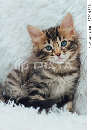 Cute dark grey charcoal long-haired bengal kitten sitting on a furry blanket. 87919846