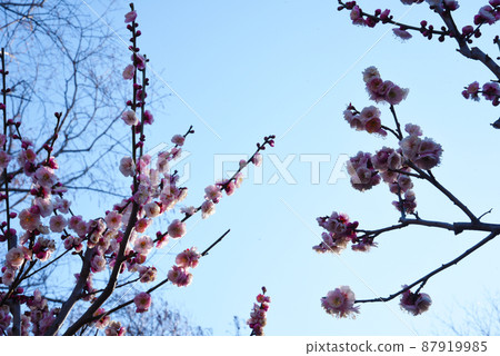 梅八重朝日（神奈川縣：大倉山公園） 87919985