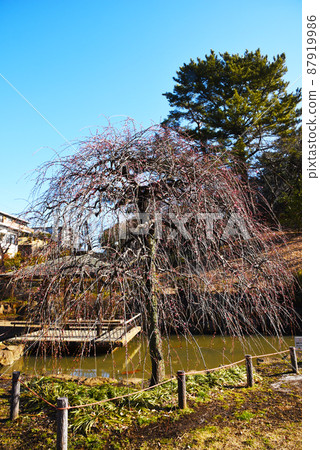 Ume Awaji Weeping (Kanagawa Prefecture: Okurayama Park) Ume Awaji Weeping (Kanagawa Prefecture: Okurayama Park) 87919986