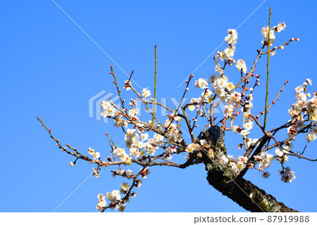 Ume Noume (Kanagawa Prefecture: Okurayama Park) Ume Noume (Kanagawa Prefecture: Okurayama Park) 87919988