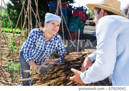 Man and woman farmers breezily chatting in vegetable garden 87920042