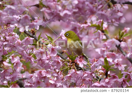 從河津櫻花樹吮吸蜂蜜的藥 87920154