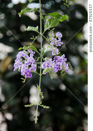 金露花 87920337
