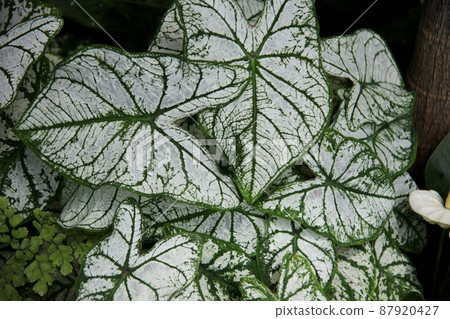 Karajiumu Karajiumu 87920427