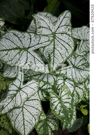 Karajiumu Karajiumu 87920428