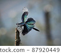 Dragonfly, butterfly dragonfly 87920449