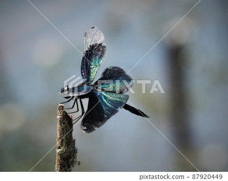 蜻蜓，蝴蝶蜻蜓 87920449