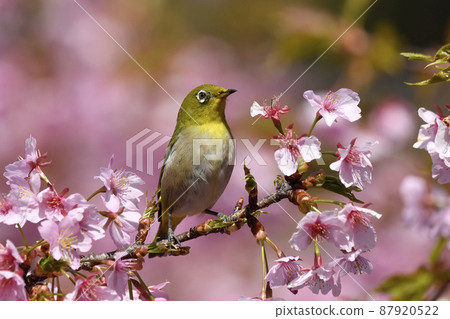 Kawazu cherry blossoms in full bloom and Japanese white-eye with pollen around the beak Kawazu cherry blossoms in full bloom and Japanese white-eye with pollen around the beak 87920522