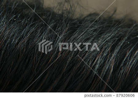 Close up of the mane of a black horse Close up of the mane of a black horse 87920606
