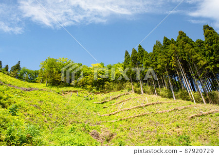 Please see the beautiful scenery of the Chugoku Mountains. It is also a site for nature conservation that is planted and managed. Shimane Prefecture Please see the beautiful scenery of the Chugoku Mountains. It is also a site for nature conservation that is planted and managed. Shimane Prefecture 87920729