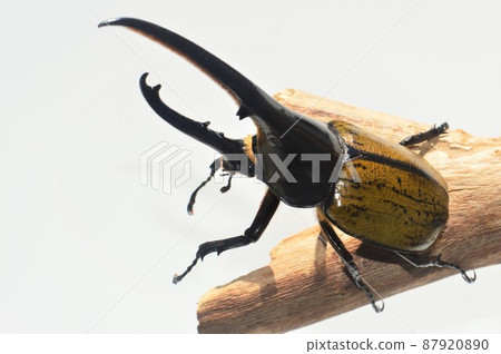 Hercules Beetle Hercules Hercules White background on a tree 87920890