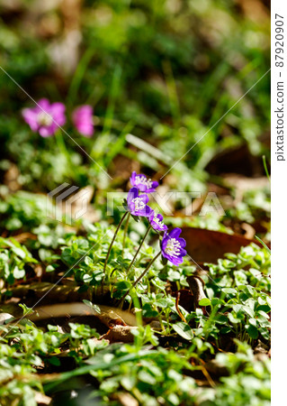 雪兔子紫色 雪兔子紫色 87920907