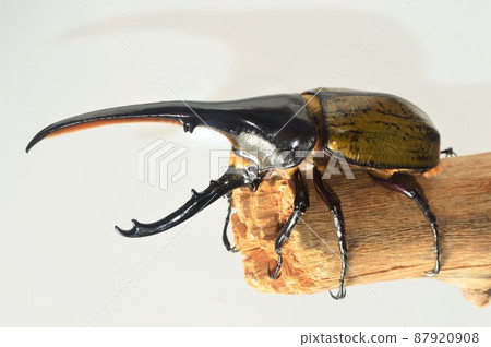 大力神甲蟲大力神大力神在一棵樹上的白色背景 87920908