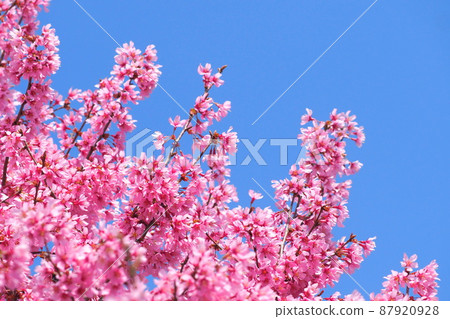 Pink turtle cherry Pink turtle cherry 87920928