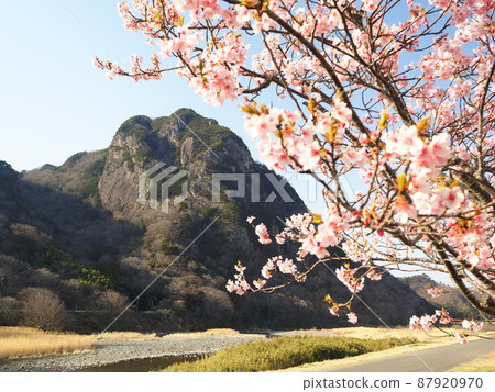 靜岡縣城山和城山櫻(河津櫻)3月 靜岡縣城山和城山櫻(河津櫻)3月 87920970