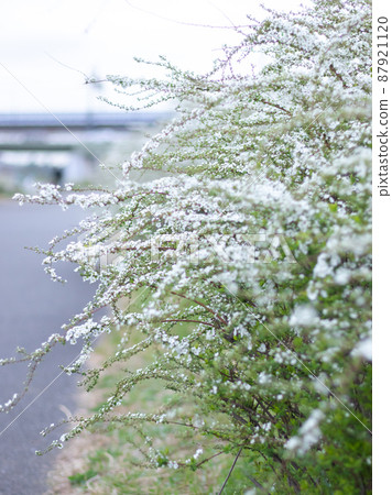 多摩川河床上的雪柳風景 87921120