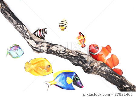 南海幼蟲 南海幼蟲 87921465