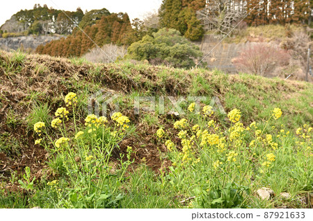 Rape blossoms in Chiba and Boso 87921633