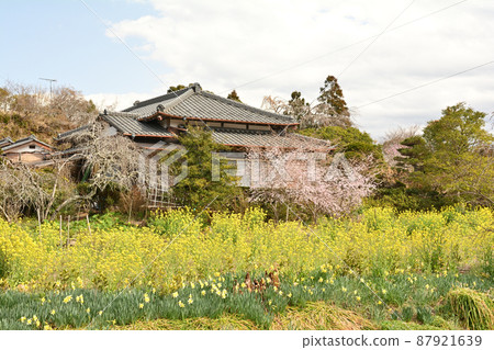 Rape blossoms in Chiba and Boso 87921639