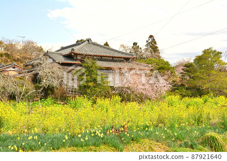 Rape blossoms in Chiba and Boso Rape blossoms in Chiba and Boso 87921640