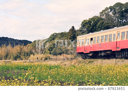 Rape blossoms in Chiba and Boso 87921651