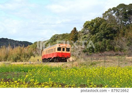 Rape blossoms in Chiba and Boso 87921662