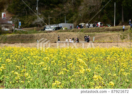 Rape blossoms in Chiba and Boso 87921672