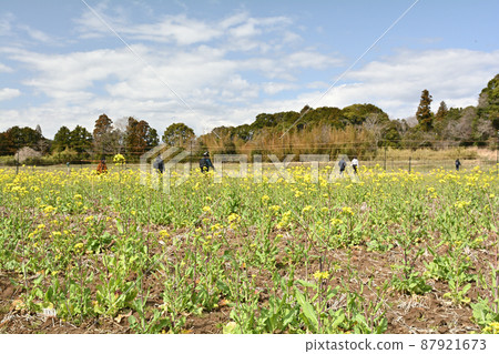 Rape blossoms in Chiba and Boso 87921673