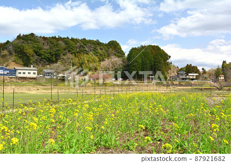 千葉和房總的油菜花 87921682