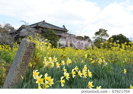 Rape blossoms in Chiba and Boso 87921704