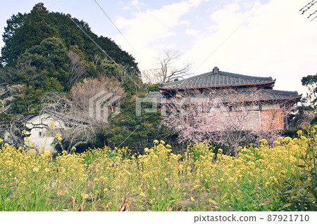 Rape blossoms in Chiba and Boso 87921710