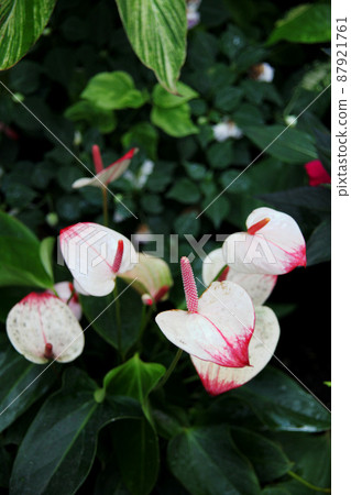 Osheneibuchiwa Osheneibuchiwa 87921761