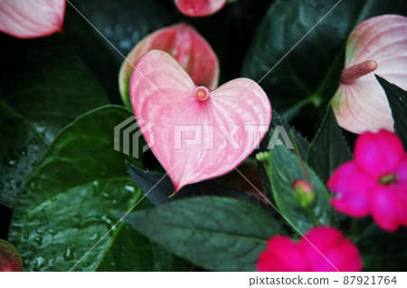 Osheneibuchiwa Osheneibuchiwa 87921764