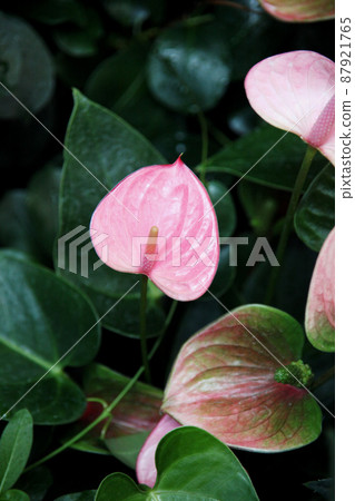 Osheneibuchiwa 87921765