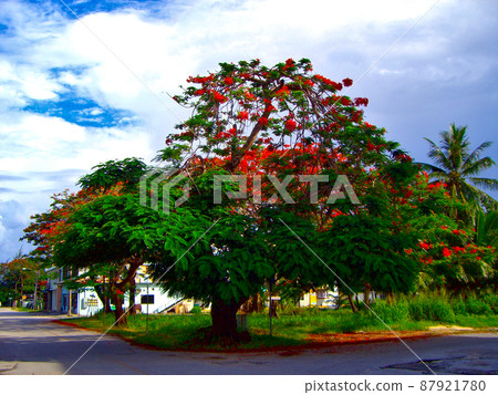 塞班火樹（火焰樹、南洋櫻花） 87921780