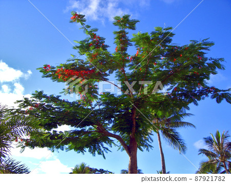 Saipan Fire Tree (Flame Tree, Nanyo Sakura) Saipan Fire Tree (Flame Tree, Nanyo Sakura) 87921782