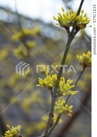 連翹花預示著春天的開始 87921838