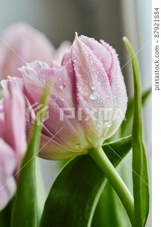 Peony-shaped tulips photo in a bouquet. Macro photo of flowers. Spring and holiday concept, gifts for March 8 international women's day. Front view. 87921884