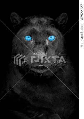 Portrait of a black leopard with blue eye on dark background 87922127