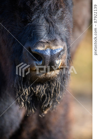 Bison nose and beard closeup 87922139