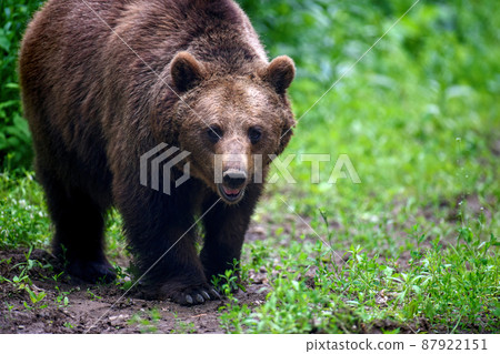 Wild Brown Bear in the summer forest. Animal in natural habitat. Wildlife scene 87922151