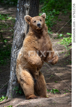 Wild Brown Bear leans against a tree in the summer forest. Animal in natural habitat. Wildlife scene 87922156