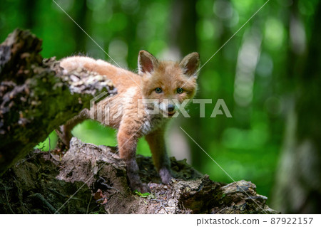 Red fox, vulpes vulpes, small young cub in forest. Cute little wild predators in natural environment 87922157