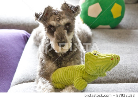 A happy miniature schnauzer surrounded by toys 87922188